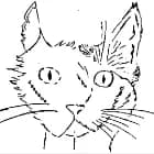 LES CHATS'LIB