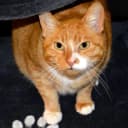 REGROUPEMENT DES CHATS PERDUS