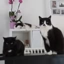 AUX MENNECHATS