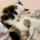L'ECOLE DU CHAT DE BAGNOLET - ASSOCIATION DE PROTECTION DES CHATS ABANDONNES