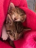 ASSOCIATION DES AMIS DES CHATS ABANDONNES