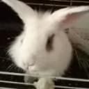 LE LAPIN SOLIDAIRE