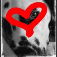 Dalmatien sans Famille