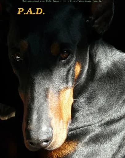 Protection Associative de Dobermann
