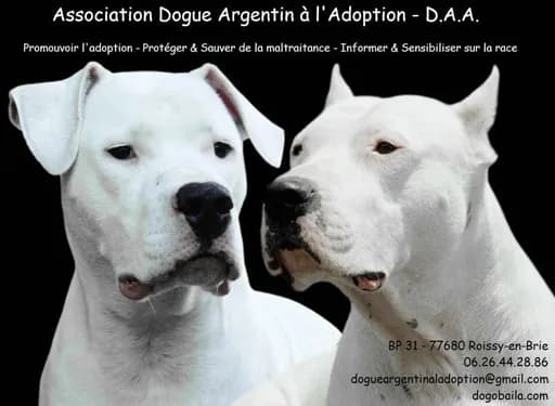 Dogue Argentin à l'Adoption