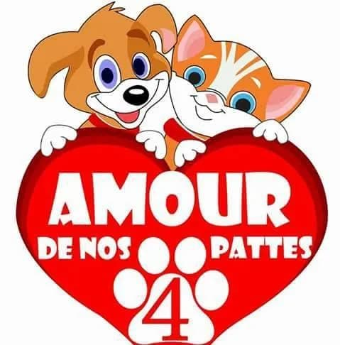 Amour de nos 4 pattes