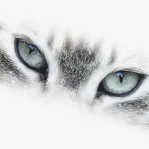 Regard Animal