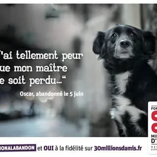 Animaux perdus et maltraités