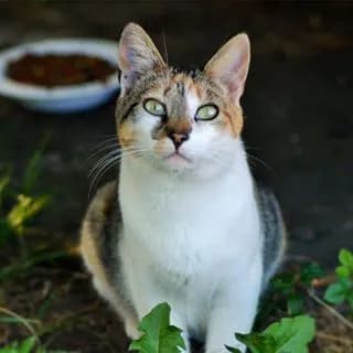 Chats des deux caps