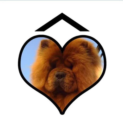 Chow au coeur