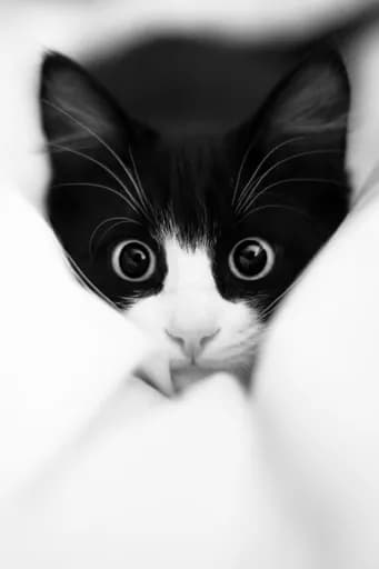 Les chats des grands champs