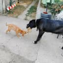 Sanctuaire animalier Jimmy et Servane