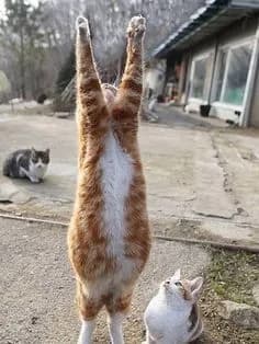 Chat Marche