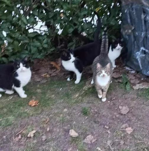 La Voix Des Animaux