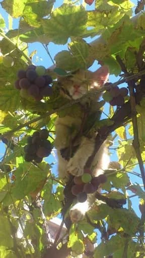 Chats sans toi(t)