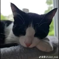 Les chats de Dugny