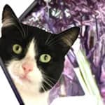 Aide Aux Animaux (4A)