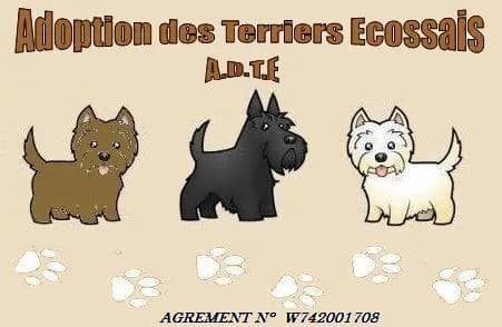 Adoption des Terriers Ecossais