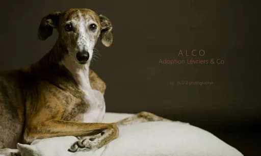ALCO Adoption lévriers & Co