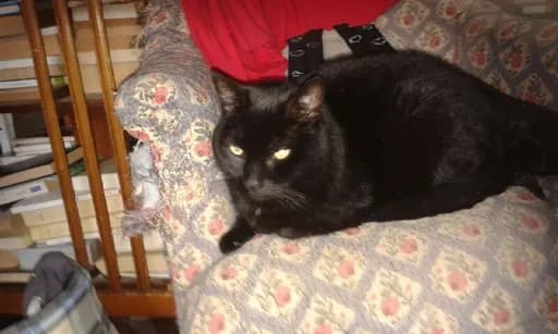 La Gatine
