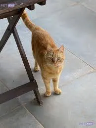 Chat roux tigré