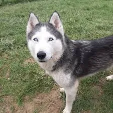 Husky sibérien