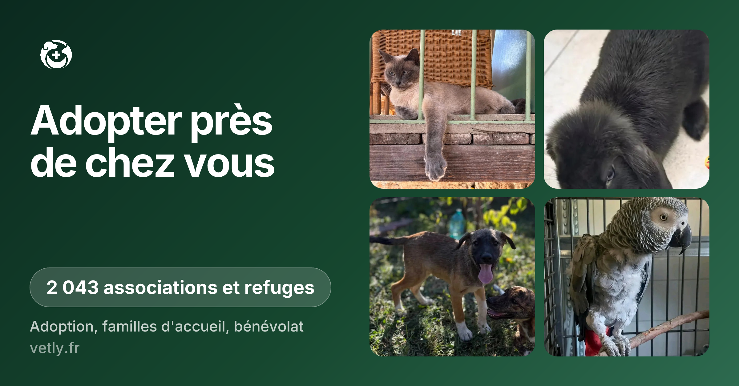Adopter un animal en Provence-Alpes-Côte d'Azur | Vetly